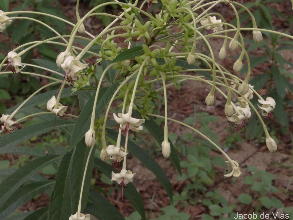 Clerodendrum indicum (L.) Kuntze
